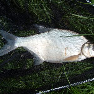 Brachsen angeln in Schweden