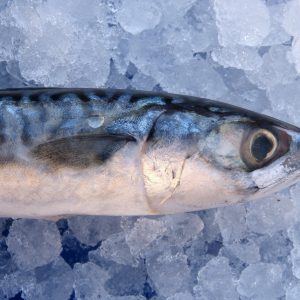 mackerel in Schweden
